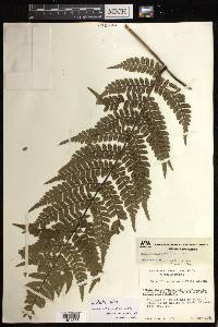 Marattia weinmanniifolia image