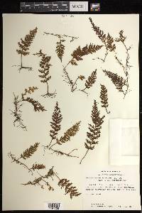 Hymenophyllum hirsutum image