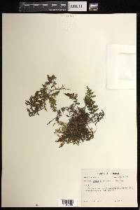 Hymenophyllum hirsutum image