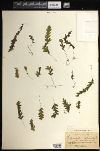 Hymenophyllum asplenioides image