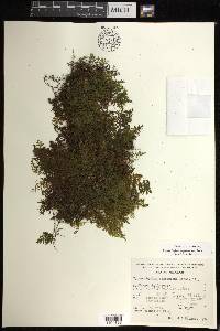 Hymenophyllum myriocarpum image