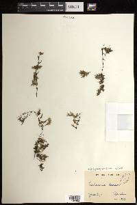 Didymoglossum kraussii image