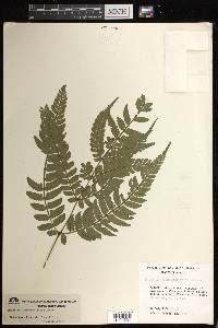 Marattia weinmanniifolia image