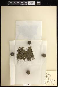 Didymoglossum punctatum image