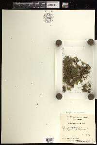 Didymoglossum godmanii image