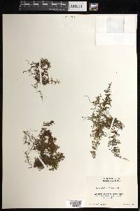 Hymenophyllum lineare image