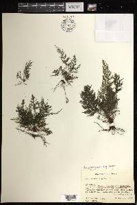 Abrodictyum rigidum image