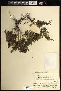 Abrodictyum rigidum image