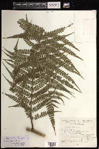 Marattia weinmanniifolia image