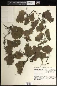 Didymoglossum membranaceum image