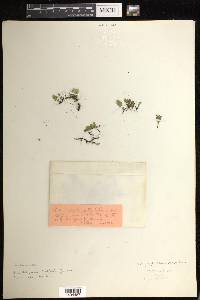Didymoglossum punctatum image