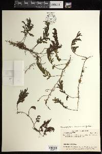 Hymenophyllum hirtellum image