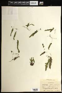 Hymenophyllum asplenioides image