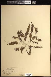 Hymenophyllum asplenioides image