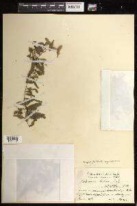 Didymoglossum kapplerianum image