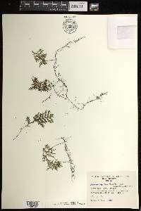 Hymenophyllum fucoides image