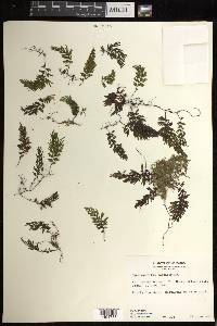 Hymenophyllum fucoides image