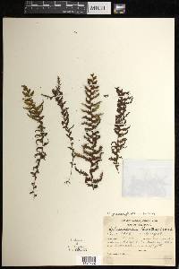 Hymenophyllum hirsutum image