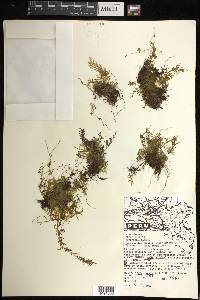 Hymenophyllum fragile image