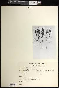 Hymenophyllum fucoides image