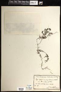 Hymenophyllum seselifolium image