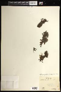 Didymoglossum kapplerianum image