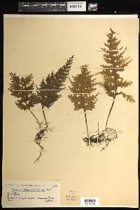 Hymenophyllum caudiculatum image