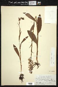 Platanthera psycodes image