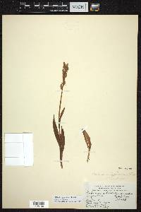 Platanthera aquilonis image