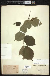 Corylus cornuta image