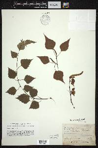 Betula pendula image
