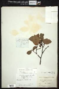 Alnus incana subsp. rugosa image