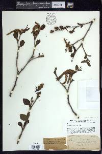 Alnus viridis image