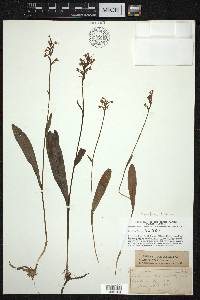 Platanthera clavellata image