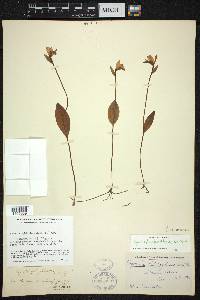 Pogonia ophioglossoides image