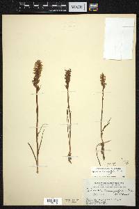 Spiranthes romanzoffiana image