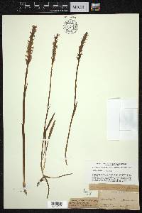 Spiranthes romanzoffiana image