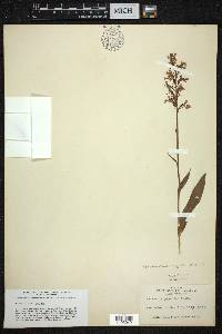 Platanthera psycodes image