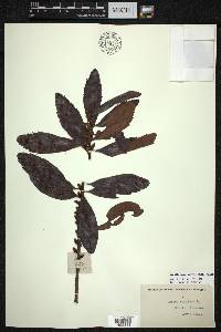 Myrica caroliniensis image