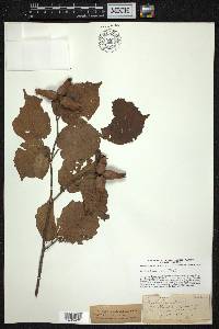 Corylus avellana image