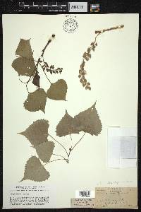 Populus deltoides subsp. monilifera image