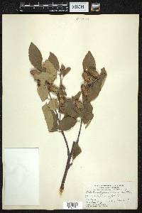 Betula alleghaniensis image