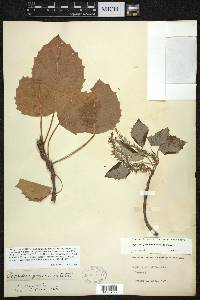 Populus grandidentata image