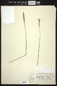 Spiranthes praecox image