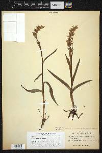 Platanthera dilatata image