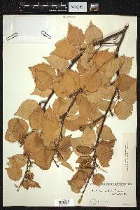 Betula utilis image