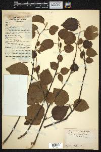 Betula utilis image