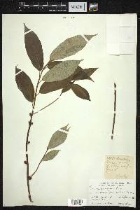 Ficus glaberrima image