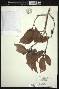 Ficus glaberrima image