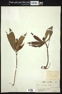 Ficus ischnopoda image